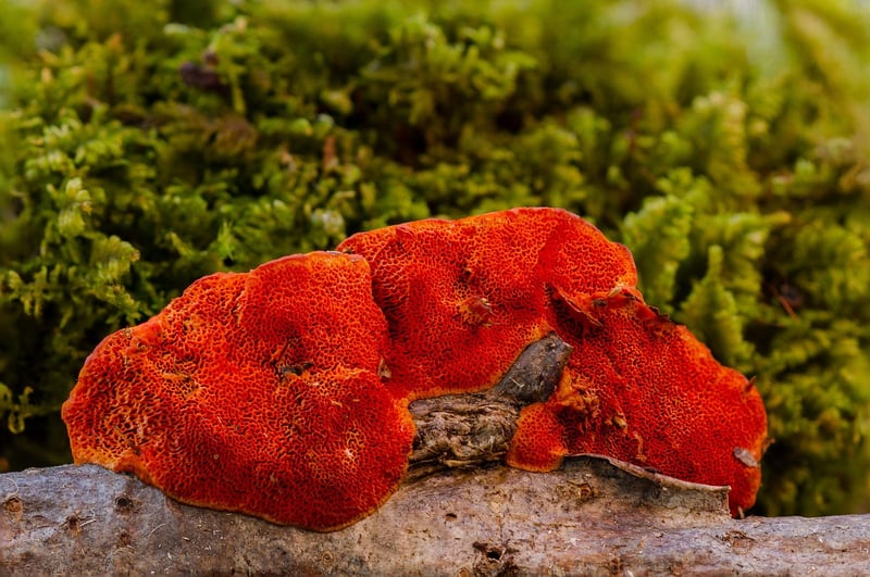 Adaptogenic Mushrooms